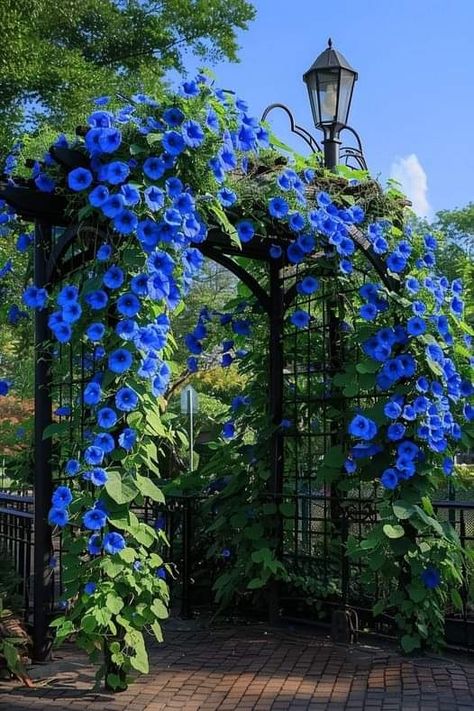 Morning Glory Planting Ideas, Blue Wisteria, Morning Glory Vine, Blue Morning Glory, Clematis Plants, Morning Glory Flowers, Blue Morning, Beautiful Home Gardens, Morning Glories