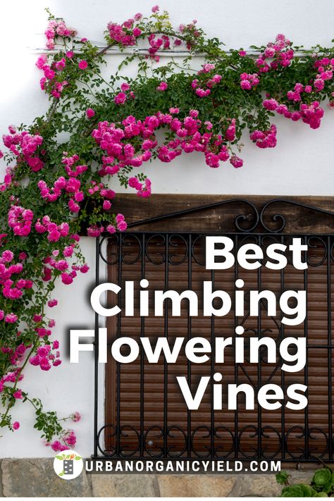 Grow Vines On Fence, Flower Creepers Climbing Vines, Vine On Fence Climbing, Flowers For Pergola, Flowers On House Wall Exterior, Plants That Grow Up Trellis, Plants That Vine Trellis, Flowers Growing On Fence, Vine Landscaping Ideas