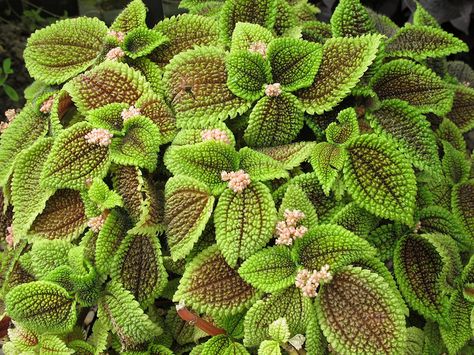 Moon Valley Pilea 'Pilea involucrata' House Succulents, Plant Benefits, Jade Plant, Perennial Plants, Gardening For Beginners, Caicos Islands, Garden Seeds, Live Plants, Pitcairn Islands