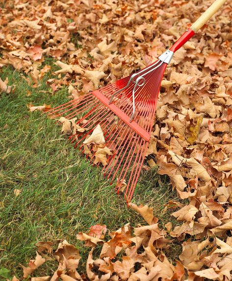 Fall Garden Checklist, Reseeding Lawn, Lawn Care Schedule, Fall Lawn Care, Garden Checklist, Fall Lawn, Home Maintenance Checklist, Lawn Care Tips, Landscape Maintenance