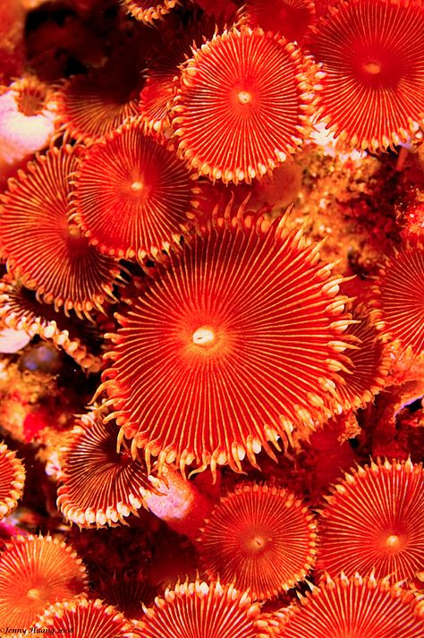 Mushroom Coral, Foto Macro, Cnidaria, Underwater Art, Summery Nails, Underwater Creatures, Underwater Life, Interior Design Art, Ocean Creatures