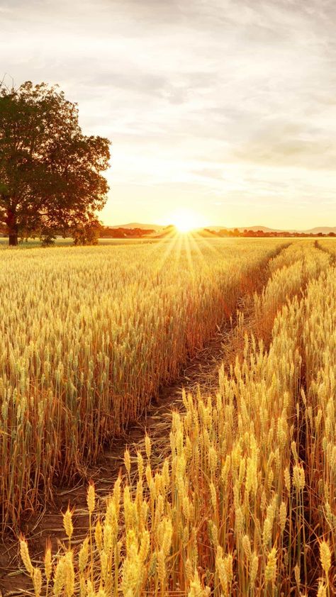 Fields Of Gold, Wheat Field, 수채화 그림, Morning Everyone, Beautiful Nature Wallpaper, Jolie Photo, Nature Images, Nature Wallpaper, Landscape Photos