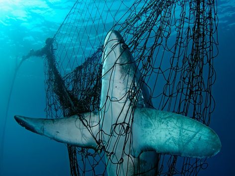 Ocean Habitat Destruction Thresher Shark, Ocean Habitat, Bluefin Tuna, Habitat Destruction, Steve Mccurry, Fishing Nets, Photo Series, Underwater Photography, Sharks