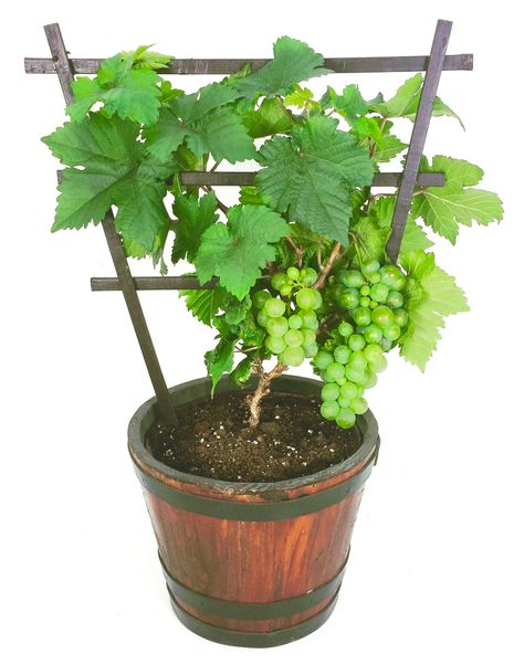 Growing grapes in containers: Pixie gapes Grapes In Containers, Grapes Growing, Bonsai Fruit Tree, Gemüseanbau In Kübeln, Grape Vine Plant, Grape Trellis, Grape Plant, Growing Vines, نباتات منزلية