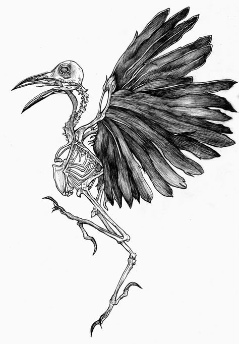 Bird Skeleton Art, Vulture Skeleton Tattoo, Eagle Skeleton Tattoo, Raven Skeleton Drawing, Bird Bones Drawing, Crow Skeleton Drawing, Crow Skeleton Tattoo, Dove Skeleton, Bird Skeleton Drawing