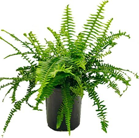 Amazon.com : 1 Gal. Fern Kimberly Queen Plant : Patio, Lawn & Garden Kimberly Queen Fern, Best Perennials, Patio Planters, Organic Colors, Small Planter, Outdoor Porch, Snake Plant, Outdoor Plants, Growing Plants