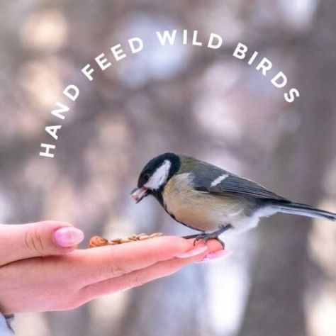 10 Tips for Hand Feeding Wild Birds | Empress of Dirt Wild Birds Backyards, Wild Birds Photography, Wild Birds Unlimited, Feeding Birds, Wild Bird Feeders, Bird Care, Bird Book, Winter Bird, How To Attract Birds