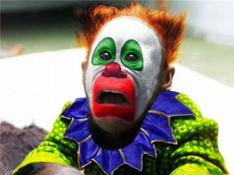 Kari Green Funny Clown Pictures, Clown Animals, Funny Clowns, Clown Quotes, Funny Monkey Pictures, Pitbull Facts, Circus Monkey, Clown Pics, Funny Clown