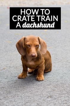 Crate Train, Dachshund Training, House Training Puppies, Dachshund Breed, Dog Minding, Dachshund Funny, Easiest Dogs To Train, Dog Behavior Problems, Long Haired Dachshund