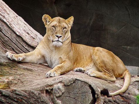 Posing lioness by Tambako the Jaguar, via Flickr  What a beautiful Lioness!!! Animal Tarot, Lion And Lioness, Lion Love, Lion Painting, Cat Reference, Lion Images, Animal Study, In The Zoo, Curious Cat