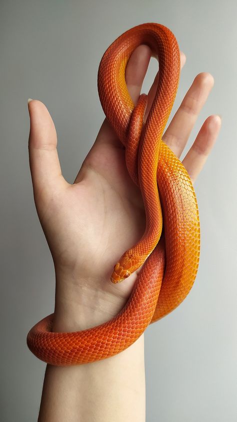 Orange Corn Snake, Corn Snake Colors, Corn Snake Aesthetic, Corn Snake Cute, Red Corn Snake, Corn Snake Morphs, Liquid Snake, Purple Suitcase, Snake Species