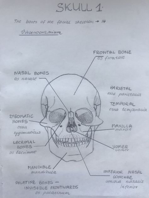 Facial Bones Anatomy, Ethmoid Bone, Drawing Biology, Biology Diagrams, Nursing School Inspiration, Physical Therapy School, Medical Assistant Student, Facial Bones, Chemistry Education