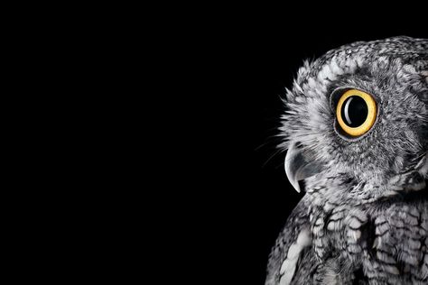 3840x2560 owl 4k best wallpaper for computer desktop Western Screech Owl, Owl Background, Pet Photography Studio, Surface Studio, Owl Wallpaper, Screech Owl, American Western, Affinity Photo, Close Up Portraits