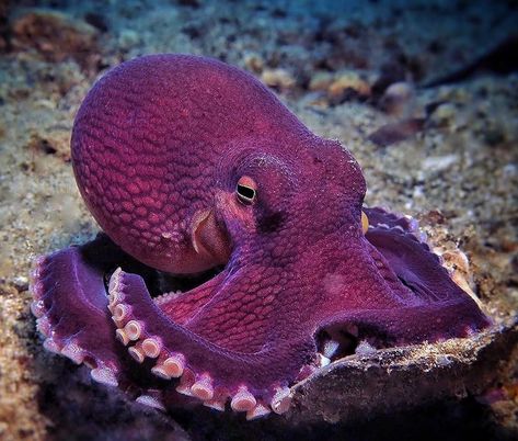 Octopus Reference Photo, Octopus Reference, Octopus Photography, Octopus Photos, Coconut Octopus, Octopus Pictures, Crazy Nature, Crafts Animals, Quotes Light