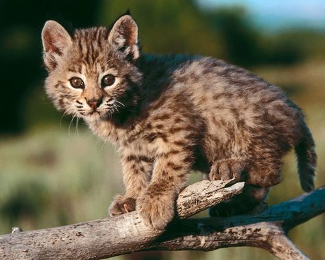 https://flic.kr/p/vU6W7y | 84 Bobcat Pictures, Baby Bobcat, Bobcat Kitten, Baby Wild Animals, Baby Animal Videos, Wild Baby, Baby Animals Pictures, Cute Wild Animals, Cute Kittens