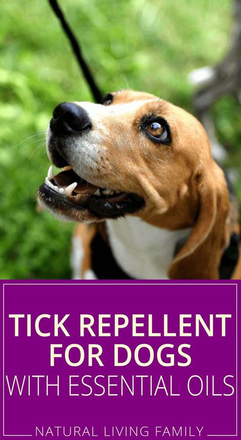 Flea And Tick Spray Essential Oils, Dog Tick Repellant Diy, Diy Flea And Tick Shampoo For Dogs, Essential Oil Tick Spray For Dogs, Flea And Tick Essential Oils Dogs, Natural Tick And Flea Repellant For Dogs, Essential Oil Bug Spray For Dogs, Essential Oils For Ticks On Dogs, Essential Oils For Tick Repellent