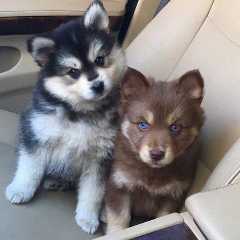 Pomsky (Husky & Pomeranian Mix) Yorkie And Pomeranian, Caine Husky, Puppy Husky, Pomsky Puppies, Söt Katt, Husky Mix, Airedale Terrier, Cute Dogs And Puppies, Baby Dogs