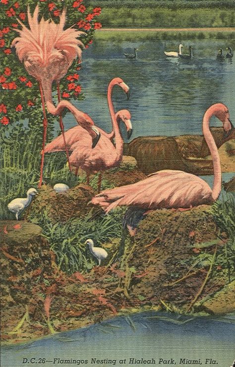 Florida Postcard, Florida Art, Flamingo Decor, Clearwater Florida, Flamingo Art, Sanibel Island, Old Florida, Sarasota Florida, Vintage Florida