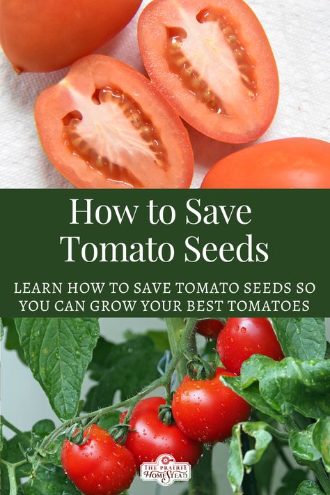 How to Save Tomato Seeds Save Tomato Seeds, Saving Tomato Seeds, Growing Tomatoes Indoors, Gardening Tricks, Heirloom Tomato Seeds, Tomato Farming, Tomato Seedlings, Growing Tomatoes In Containers, Grow Tomatoes