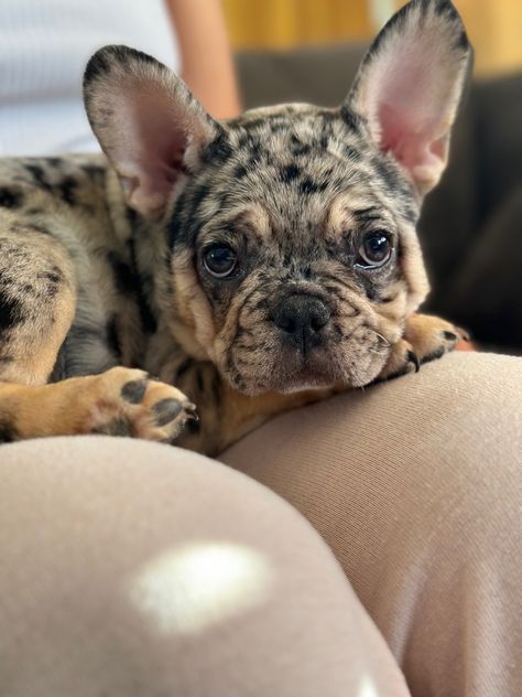 Speckled French Bulldog, Merle French Bulldog Puppy, French Bulldog Merle, Merle French Bulldog, Pretty Puppies, Puppy Ideas, Small Puppy, Bulldog French, French Dogs