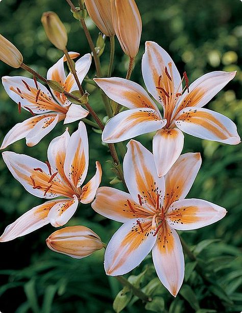 Asiatic Lily 'Orange Electric' | by pics collector Lily Flower Photography, Lilium Flower, Asiatic Lily, Lily Bulbs, Fleur Orange, Lily Painting, Asiatic Lilies, Spring Plants, Lily White