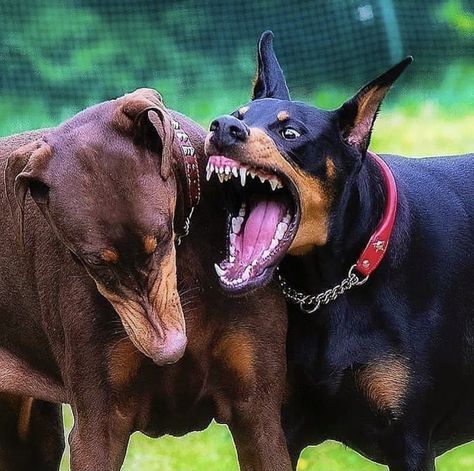 Dog Barking Video, Doberman Colors, Puppies Barking, Puppy Doberman, Doberman Pinscher Puppy, Puppy Videos, Puppy Barking, Akhal Teke Horses, Angry Dog