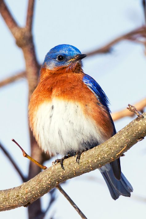 17 Incredible BLUE BIRDS of North America | Eastern Bluebird Ohio Birds, Royal Blue And Orange, Orange Birds, Blue Bird Art, End Of Spring, Birds Of North America, Nest Box, Eastern Bluebird, California Mountains