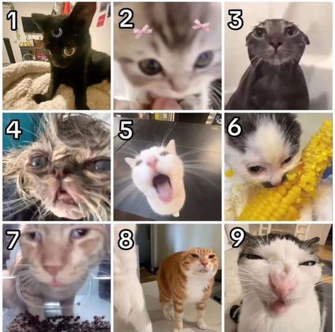 What Is Your Mood Today Chart, Mood Scale, Feels Meme, Advanced English Grammar, Feelings Chart, Advanced English, Exit Tickets, In Memes, Question Of The Day