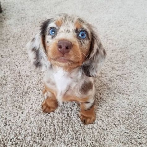 Dapple Dachshund Puppy, Dapple Dachshund, Super Cute Puppies, Baby Animals Pictures, Weenie Dogs, Cute Little Puppies, Dachshund Puppies, Dachshund Puppy