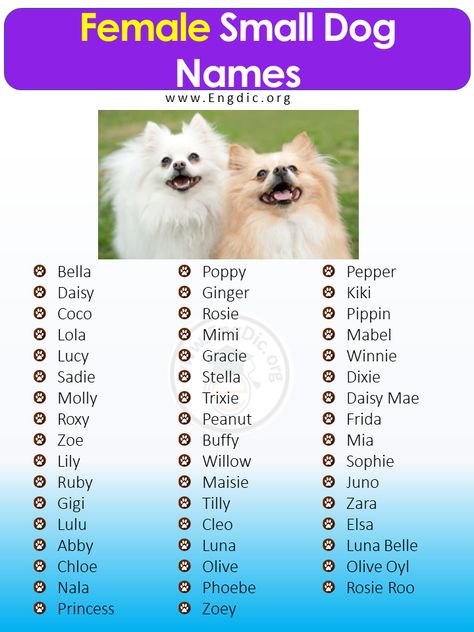 400+ Cutest Small Dog Names (Male, Female) - EngDic Puppies Names Female, Small Dog Names, Names Male, Princess Poppy, Cute Small Dogs, Unique Name, Name Inspiration, Disney Dogs, Puppy Names