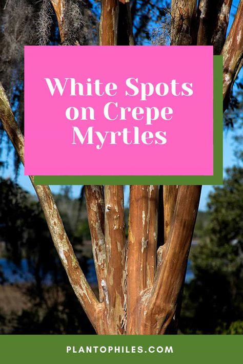 White Spots on Crepe Myrtles White Crape Myrtle, White Crepe Myrtle Trees, When To Plant Crepe Myrtle Trees, Plants Under Crepe Myrtle, Transplanting Crepe Myrtles, Creeping Myrtle, Crepe Mertyl Bush, Crepe Myrtle Trees, Kill Bugs