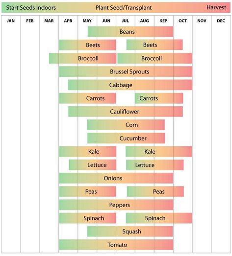 When To Plant Garden, Vegetable Planting Calendar, Broccoli And Brussel Sprouts, Planting Schedule, Growing Calendar, Vegetable Planting Guide, Vegetable Planting, When To Plant Vegetables, Planting Calendar