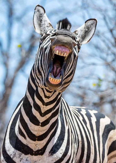 Zebra Tattoos, Mountain Zebra, Plains Zebra, Zebra Wallpaper, Baby Zebra, Zebras Animal, Animal Facts, African Animals, Animal Wallpaper