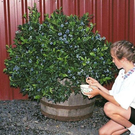 The best blueberries for container life are highbush varieties (as opposed to rabbiteye) that have been bred for short stature, commonly called "half-high." Plant blueberry bushes in acidic soil and in containers that are at least 18 to 24 inches deep. To get the best harvest, the flowers must cross pollinate with a nearby blueberry bush that is a different variety but is also flowering at that particular time of year. Just find 2 varieties that produce fruit at the same time of year. Blueberry Bush, Acidic Soil, Blueberry Plant, Blueberry Bushes, Garden Veggies, Garden Containers, Fruit Garden, Veggie Garden, Growing Food