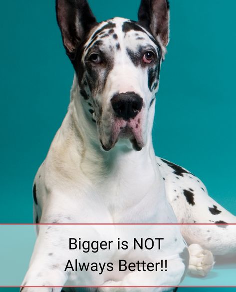 😇BIGGER ISN’T BETTER😇⁠ ⁠ 🧐There seems to be a competition for 'biggest dog' at play to have the largest Dane, a contest that often begins with breeders who are breeding for size rather than for structure, health and type.⁠ ⁠ ➡️Adding nutrition, fat and toppers is one of the worst things you can do.⁠ ⁠ 🛑It’s not a race. ⁠ I've put together a Great Dane growth chart so you can know expect while your Great Dane puppy is growing!⁠ Great Dane Growth Chart, Puppy Growth Chart, E Collar Training, Biggest Dog, Dane Puppies, Giant Breeds, Great Dane Puppy, Dane Dog, Great Dane Dogs