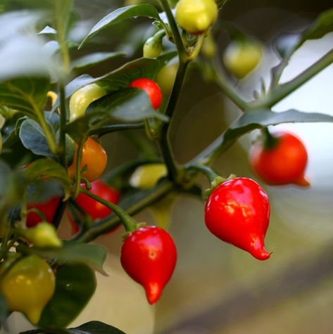 Rare+Sweety+Drop+Pepper+Biquinho+Pimenta+De+Bico+-+20+Seeds Color Seeds, Angel Trumpet, Rare Seeds, Heirloom Vegetables, Pallet Garden, Hottest Chili Pepper, Garden Pictures, Rooftop Garden, Growing Seeds