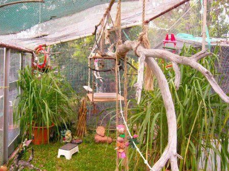 Pictures of Safe Plants for Finch Aviary | Planted Aviary - Aviaries - The Budgerigar Breeders Club Inc. Budgie ... #buildaviary Planted Aviary, Finch Aviary, Outdoor Aviary, Conure Bird, Diy Bird Cage, Reptile House, Large Bird Cages, Reptile Room, Brick Paving