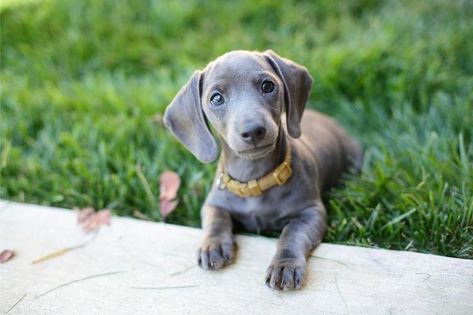 20 Cool Facts To Learn About Dachshunds Blue Dachshund, Puppy Portraits, Dachshund Funny, Dachshund Mix, Weenie Dogs, Dachshund Puppies, Dachshund Puppy, Dachshund Love, Weiner Dog