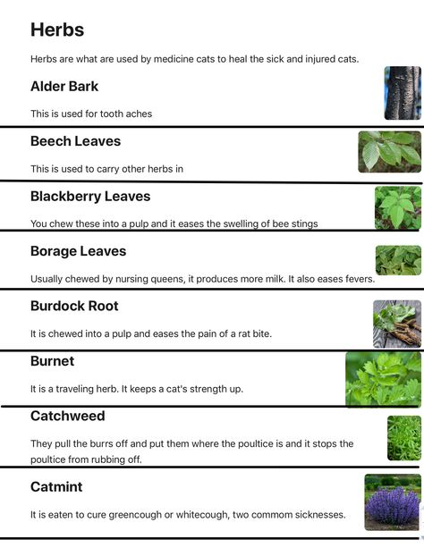 Herbs Warrior Cats, Warrior Cats Herb Guide, Warrior Cats Medicine Cat Guide, Warrior Cats Herbs, Herb Knowledge, Herbs And Their Uses, Warrior Cats Clans, Warriors Memes, Herb Guide