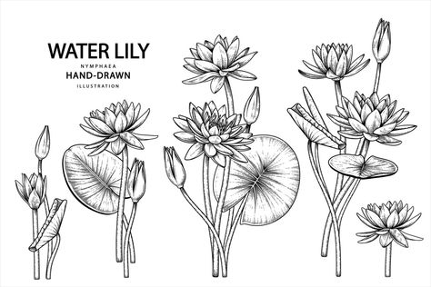 Water Lily Drawing, Drawing Tattoo Ideas, Flower Tattoo Stencils, Water Lily Tattoos, Water Lily Flower, Lilies Drawing, Lily Flower Tattoos, Lola Bunny, Decorative Set