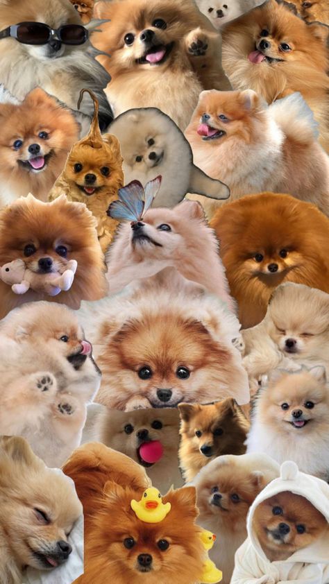 Adorable pomeranians cute pomeranian puppies wallpaper collage background Cute Pomeranian Puppies Wallpaper, Cute Pomeranian Puppies, Puppies Wallpaper, Cute Fluffy Puppies, Puppy Wallpaper, Cute Pomeranian, Pomeranian Puppies, Fluffy Puppies, Photos For Profile Picture