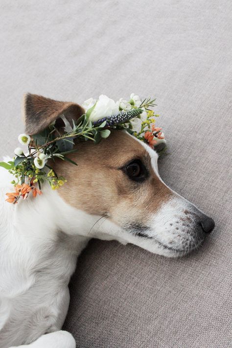 flower crown tutorial by www.hestershandamdehome.com Dog With Flower Crown, Make A Flower Crown, Flower Crown Tutorial, Crown Tutorial, Accessories For Wedding, Cut Animals, Cute Dog Photos, Dog Photograph, Cute Dog Pictures