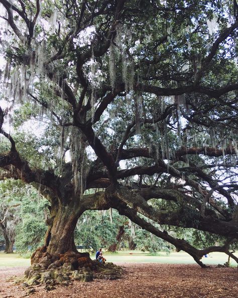 Redwood Forest California, Louisiana Culture, Louisiana Travel, Bald Cypress, Visit New Orleans, Live Oak Trees, Places To Rent, Old Oak Tree, Maid Of Honour Dresses