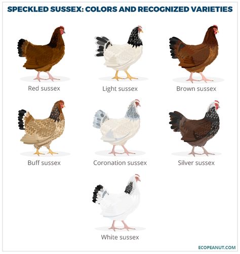 SPECKLED SUSSEX COLORS AND RECOGNIZED VARIETIES Speckled Sussex Chicken, Farm Worksheets, Chicken Colors, Chicken Species, Chicken Wisdom, Chicken Breeds Chart, Fiber Farm, Sussex Chicken, Poultry Farm Design