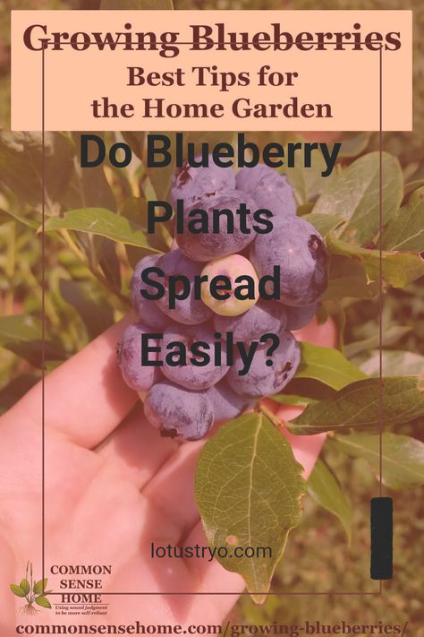 Wondering if blueberry plants spread? They do! Blueberry plants can spread effectively through runners, which are above-ground stems that develop into new plants. This natural form of propagation not only helps them expand but can also create a lush garden display with hearty blueberry bushes. If you're keen on boosting your berry supply or creating a dense blueberry patch, understanding their spreading mechanism is essential. Learn all about whether your blueberry plants can grow new friends and transform your garden today! Blueberry Bushes Growing, Blueberry Benefits, Blueberry Varieties, Blueberry Patch, Growing Blueberries, Canned Blueberries, Blueberry Plant, Garden Display, My Plant