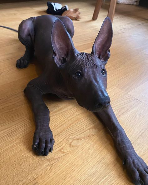 Wholesome Moments, Mexican Hairless Dog, Today I Learned, Skunk Hair, We Rate Dogs, Hairless Dog, Hair Aesthetic, Big Hug, Pretty Animals