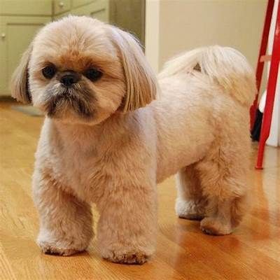 Pin by Luz Puente on Puppy Love | Shih tzu haircuts, Shih tzu puppy ... Cool Dog Haircuts, Shih Tzu Lion Haircut, Shih Zhu Haircuts, Male Shitzu Haircuts, Male Shih Tzu Grooming Styles, Puppy Cut Shih Tzu, Shih Tzu Teddy Bear Haircut, Shih Apso, Corte Shitzu