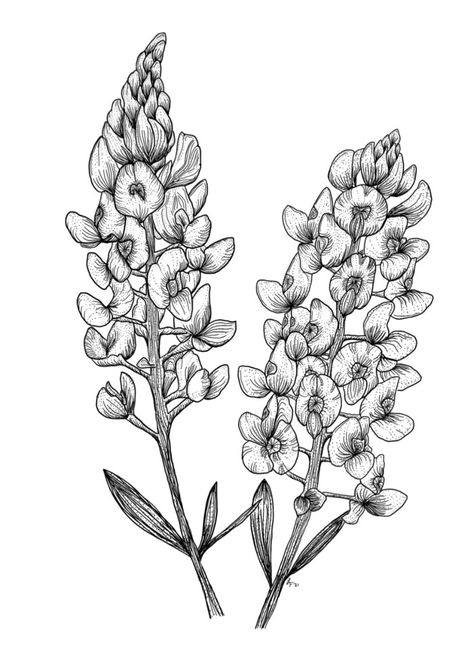 Blue Bonnet Flowers, American Traditional Bluebonnet Tattoo, Blue Bonnets Drawing, Bluebonnet Tattoo Men, Blue Bonnet Tattoo Black, Bluebonnet Drawing Simple, Texas Blue Bonnet Tattoo, Bluebonnet Sketch, Bluebonnet Tattoo Black And White