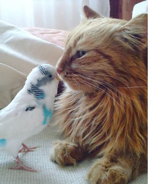 Odd Animal Couples, Unlikely Animal Friends, Animal Funny, Animals Friendship, Love Animals, Cat Photography, Cat Behavior, Cat Names, Weird Animals