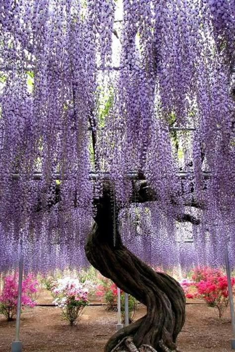 Purple willow tree Wisteria Tree, Have Inspiration, Willow Tree, In Full Bloom, Amazing Photos, Flowering Trees, Beautiful Tree, Wisteria, Dream Garden